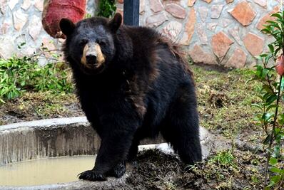 Llega pareja de osos negros a Puebla