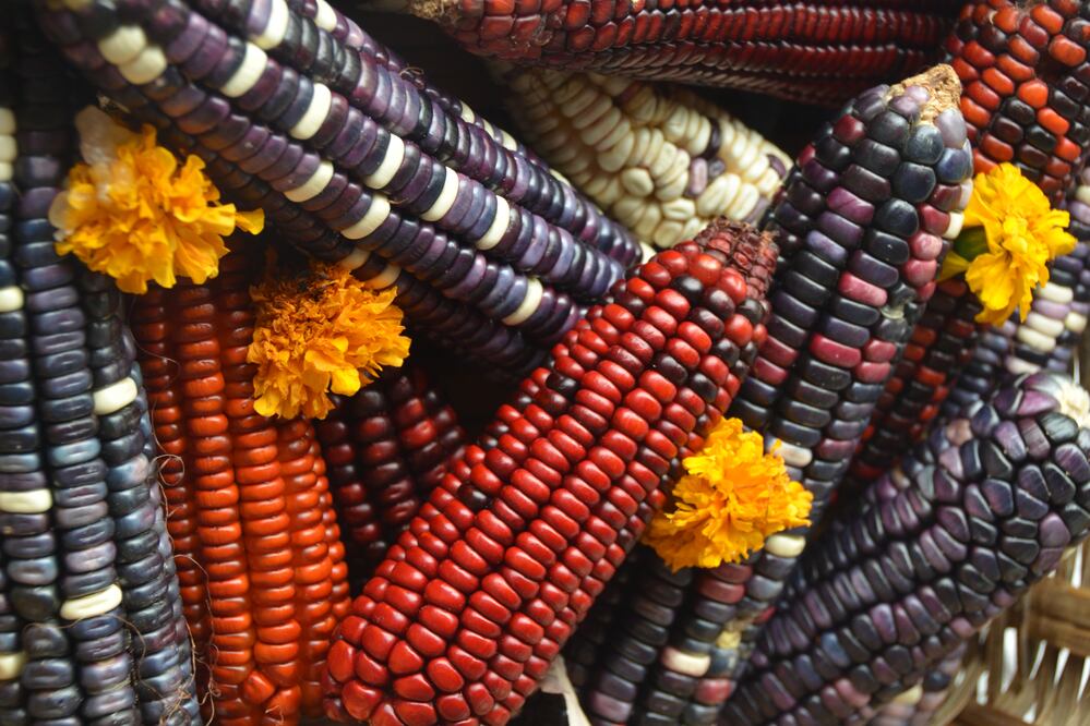 Dos historias sobre el maíz