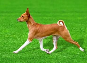 El genoma del perro que no ladra ilumina la evolución de los canes