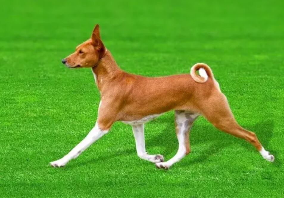 Basenji. Foto: Europa Press