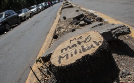 Acusan al TSJA de negar información sobre sanciones a Mítikah por tala de árboles  