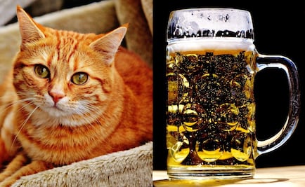 Meow: una chela en beneficio de los gatos