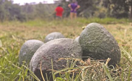 Tras 16 días de paro, reactivarán sector aguacatero en Michoacán