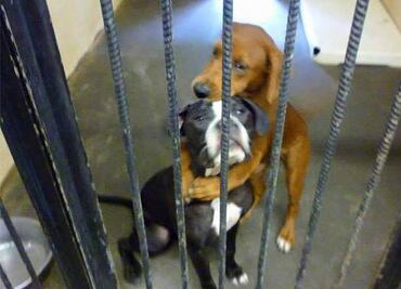 El 'abrazo' de dos perros que los salvó de morir