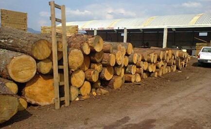Profepa asegura 450 metros cúbicos de madera