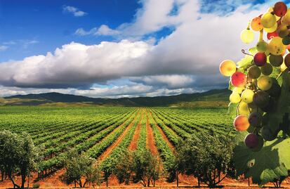 3 rutas turísticas para beber vino mexicano