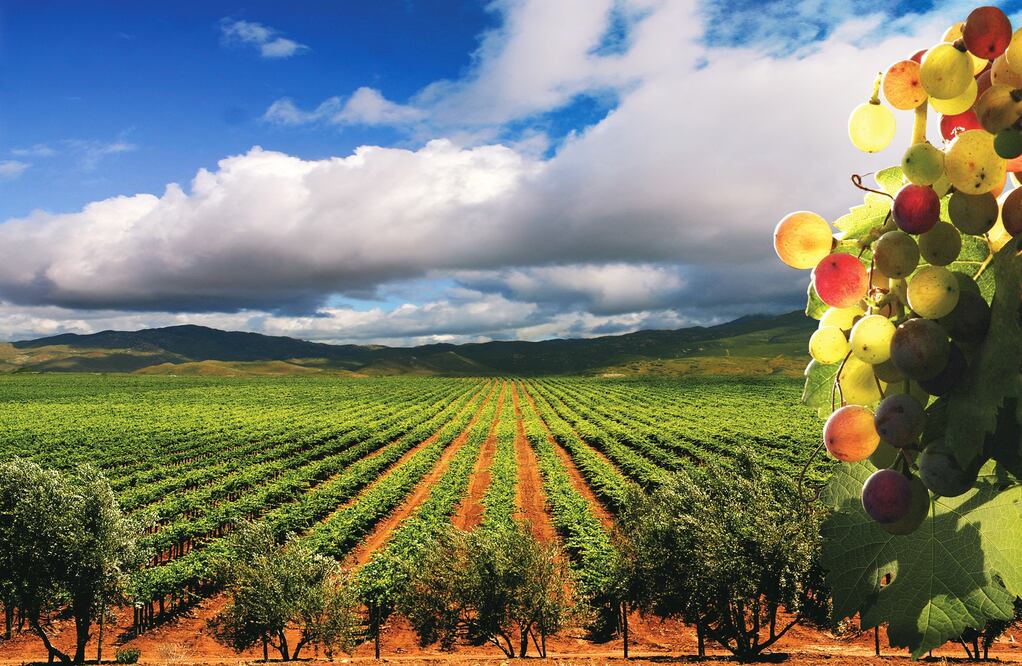 Hay degustaciones, recorridos y experiencias únicas para que termines amando la cultura vitivinícola. (Foto: Istock)