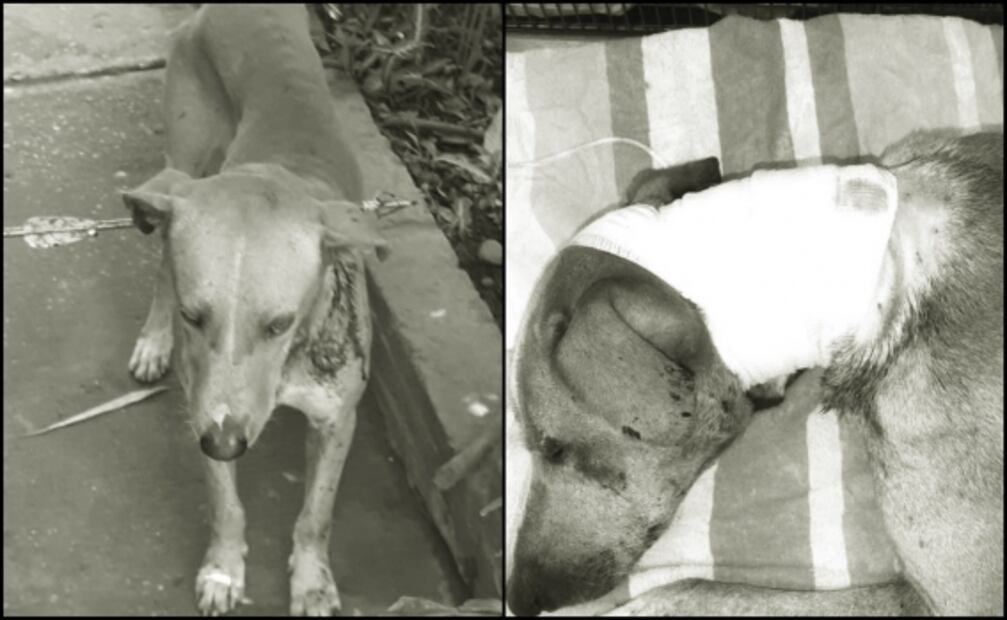 Atraviesan a perrito con flecha en Culiacán, Sinaloa