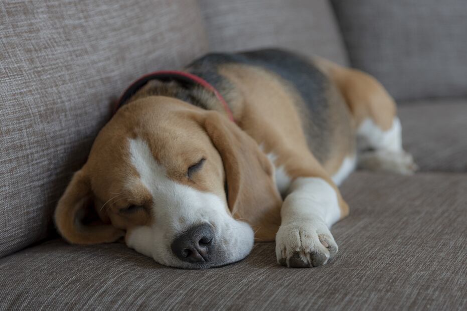 Beagle. Fuente: Pixabay