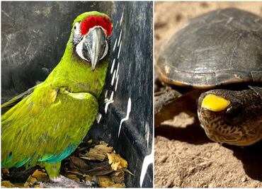 Profepa rescata a guacamaya verde en Colima; acciona protección de tortugas casquito