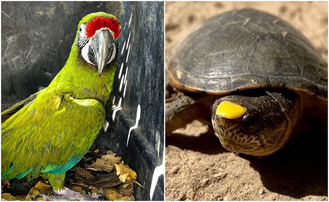 Profepa rescata a guacamaya y acciona protección a tortugas casquito. Fotos: Especiales