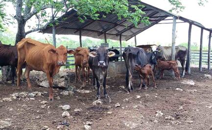 Detectan 7 nuevos casos de gusano barrenador; autoridades aseguran que situación se encuentra controlada