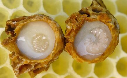 Analizan posible efecto de la jalea real para combatir cáncer