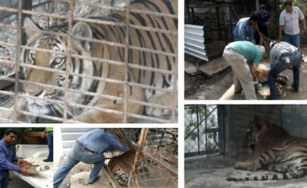 Aseguran tigre de bengala y cocodrilo en Acapulco