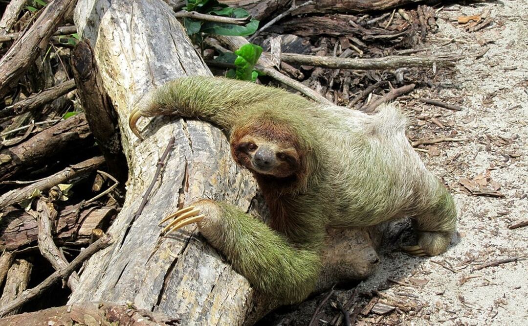 Foto: Ilustrativa. Pixabay