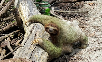 Mueren de frío tres perezosos en un aeropuerto de Bélgica; eran trasladados de Perú a Malasia