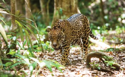 Profepa presenta demanda por muerte de jaguar en Yucatán