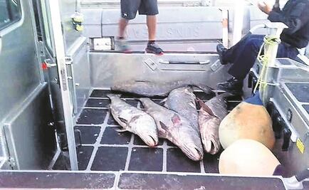 Gendarmería alista operativo contra tráfico ilegal de totoaba