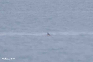 Avistamiento de vaquita marina da esperanza a especialistas