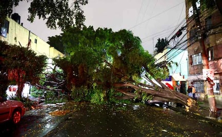 Fuertes lluvias provocan caída de árbol en alcaldía Benito Juárez; hay encharcamientos e inundaciones en varias zonas de CDMX