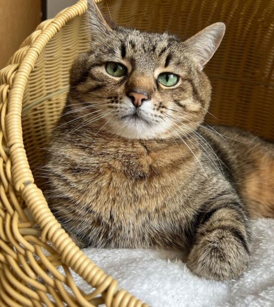 Tiktok: el gato que recauda dinero para los animales en Ucrania