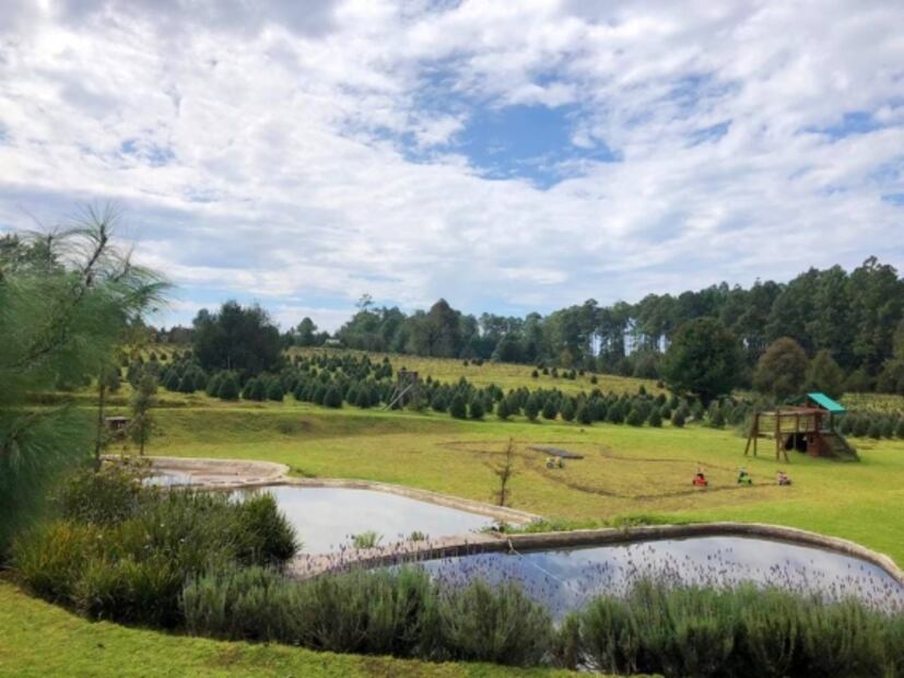 6 lugares donde comprar tu árbol de Navidad y pasar un gran día