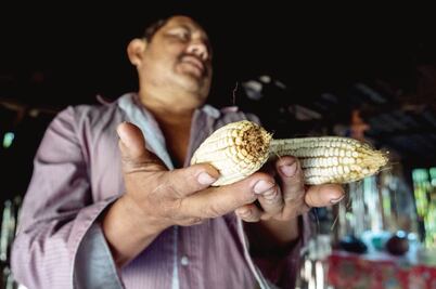 En Yucatán logran frenar cultivos transgénicos ante la SCJN