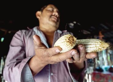 En Yucatán logran frenar cultivos transgénicos ante la SCJN