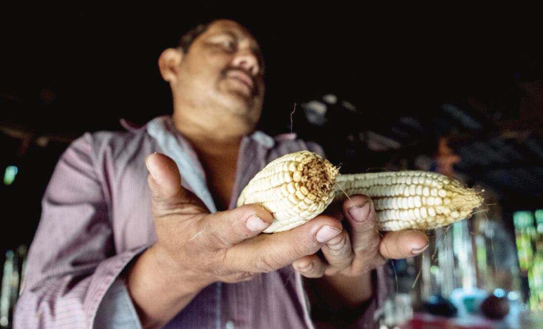 Idelfonso Yah Alcocer, uno de los Guardianes de la Semilla, quien desde niño y por herencia paterna es agricultor, calificó de “insensible” la actitud de autoridades federales de permitir que Monsanto hiciera cultivos experimentales (CUAUHTÉMOC MORENO)