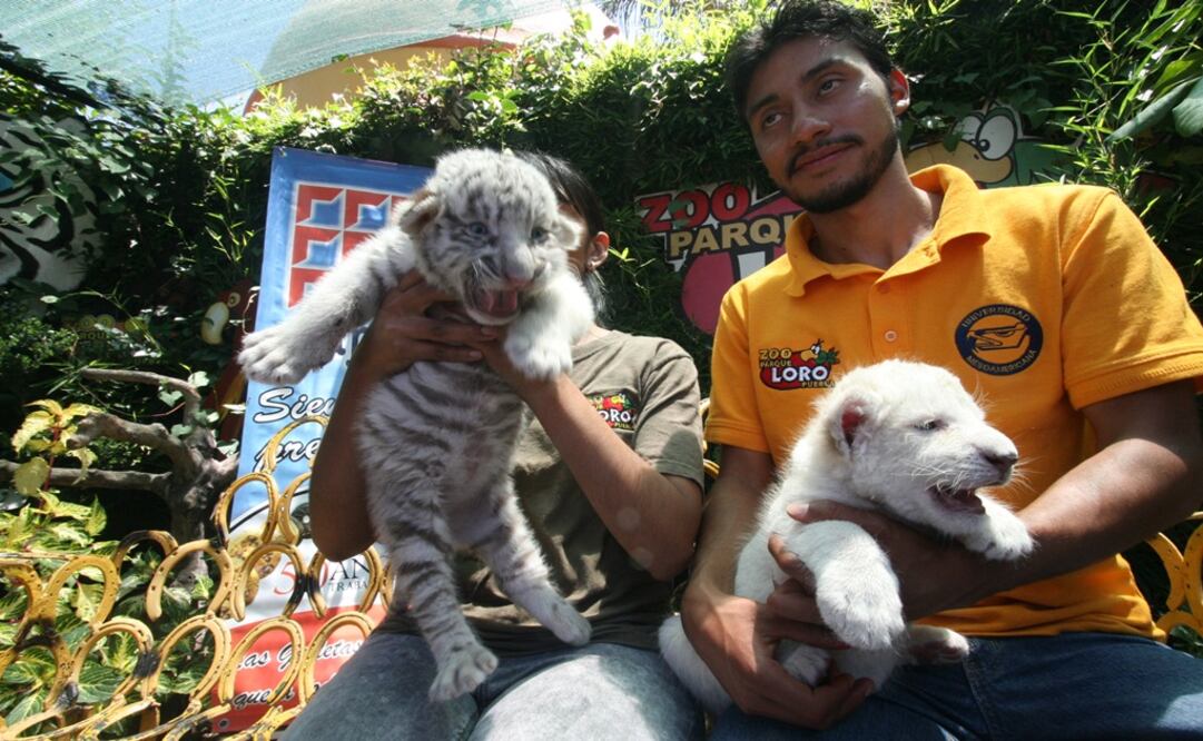 El zoológico Zoo Parque Loro Puebla informó del nacimiento de tres leonas blancas y dos tigresas del mismo color. 