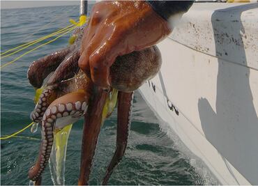 Venta de pulpo ayudará a pescadores para el inicio de clases
