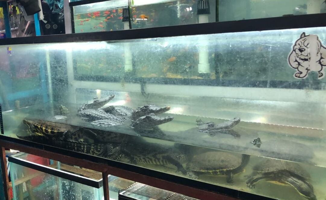 Fotografía: Especial