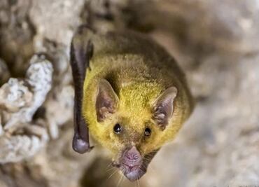 Por tormenta invernal en EU, murciélagos cayeron desde un puente