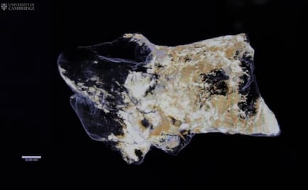 Descubren por primera vez un cerebro de dinosaurio fosilizado