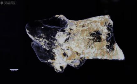 Descubren por primera vez un cerebro de dinosaurio fosilizado