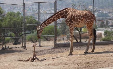Nace jirafa en Parque Ecológico de Ecatepec