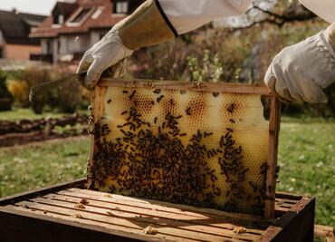Atlas Nacional de las Abejas y Derivados Apícolas; proyecto para preservar la apicultura en México