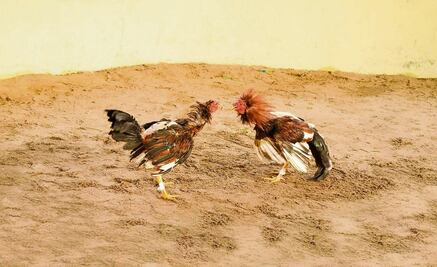 Ataque armado en palenque clandestino de Manzanillo deja cuatro muertos y tres heridos