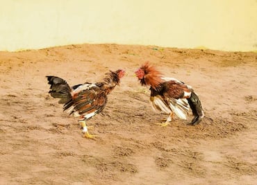 Ataque armado en palenque clandestino de Manzanillo deja cuatro muertos y tres heridos