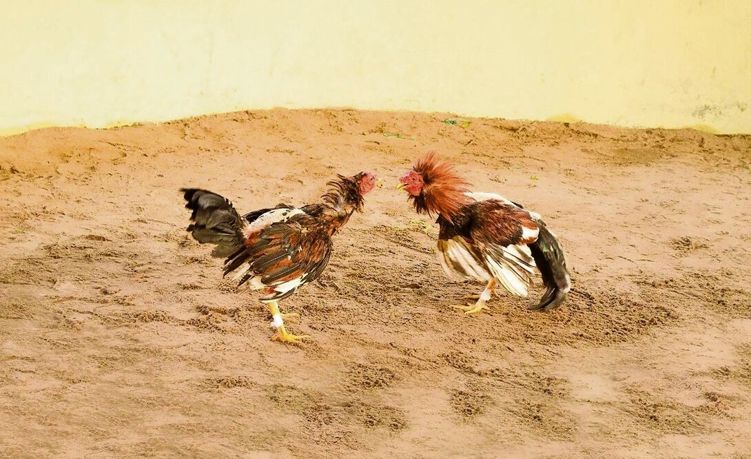 Prohibirán las peleas de gallos en El Marqués
