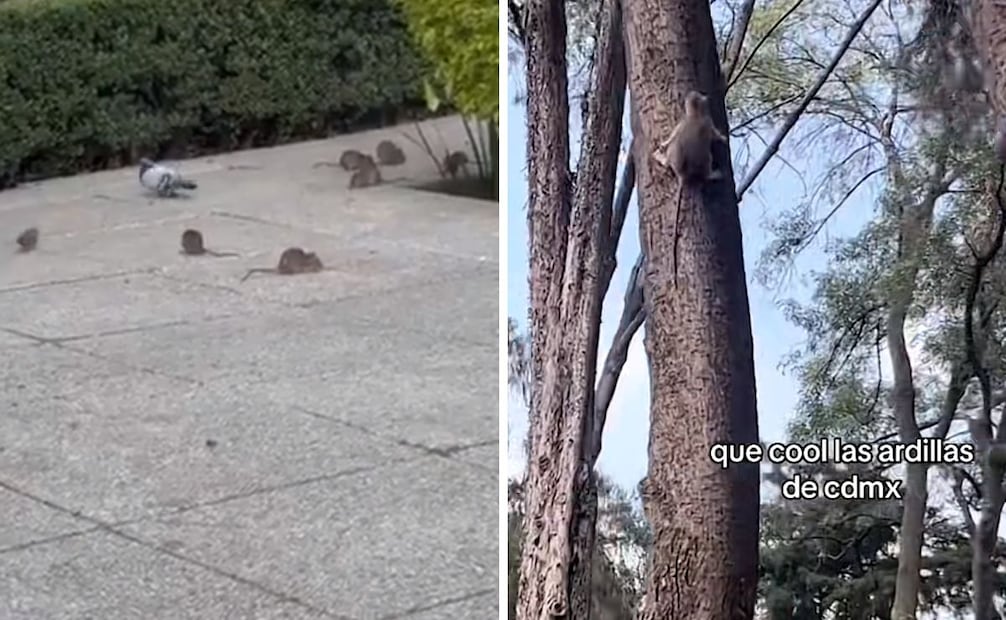 Foto: Captura de pantalla en TikTok