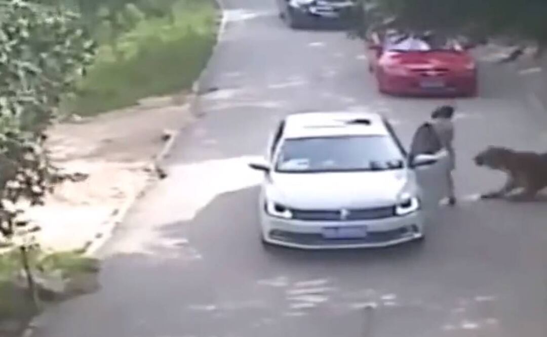 El ataque del tigre siberiano fue gravado por una cámara de seguridad del parque Badaling Wildlife World cerca de Beijing. Foto: Captura de pantalla