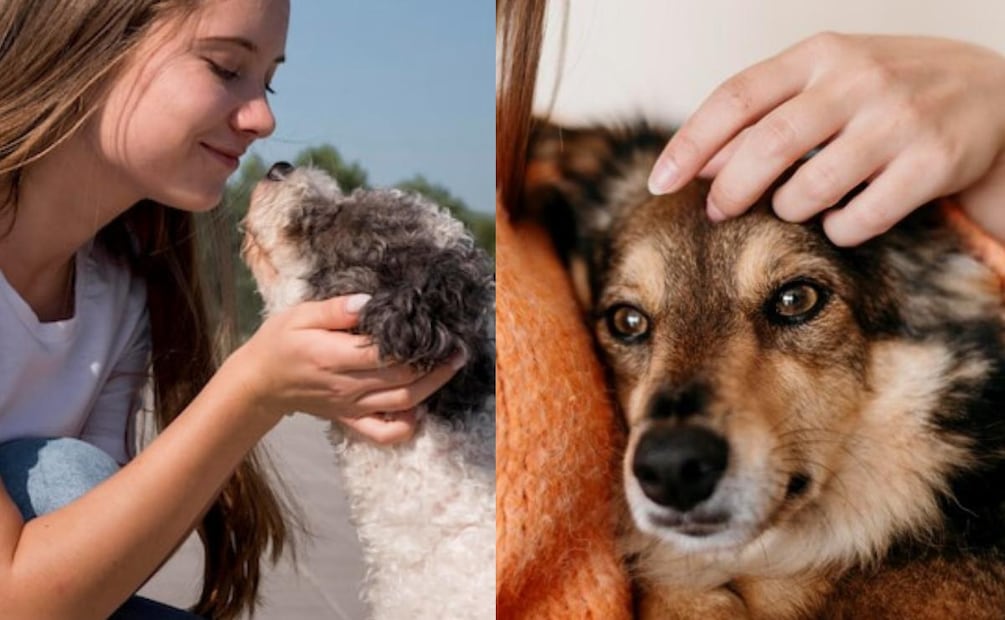 Acariciar a un perro es una oportunidad para fortalecer el vínculo. Fuente: Freepik.