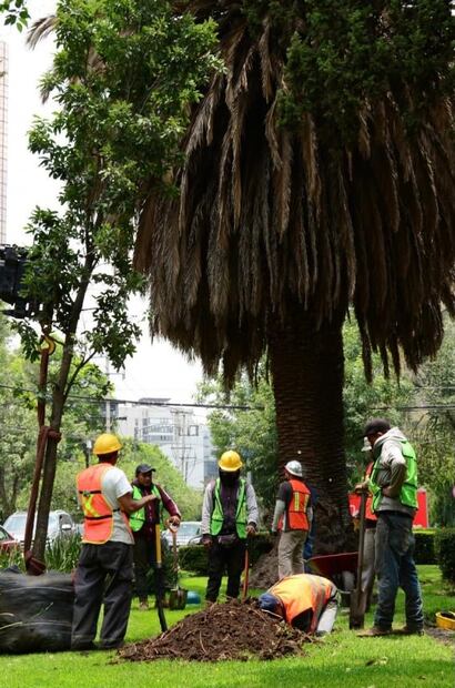 Por posibles plagas reemplazan palmeras en avenida de las Palmas