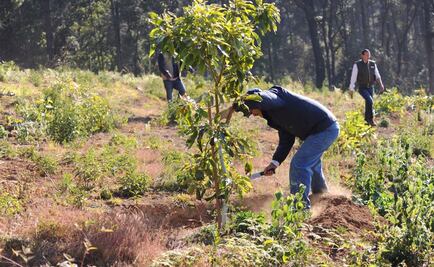 Desmantelan huertas ilegales de aguacate en Michoacán