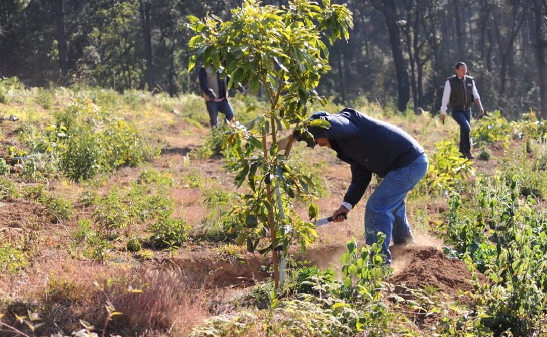 Las cerca de cuatro hectáreas fueron deforestadas para el cultivo de aguacate, pero sin que los responsables contaran con los estudios de impacto ambiental. /Carlos Arrieta - EL UNIVERSAL