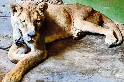 Rescatan en Ecatepec una leona y un cocodrilo 