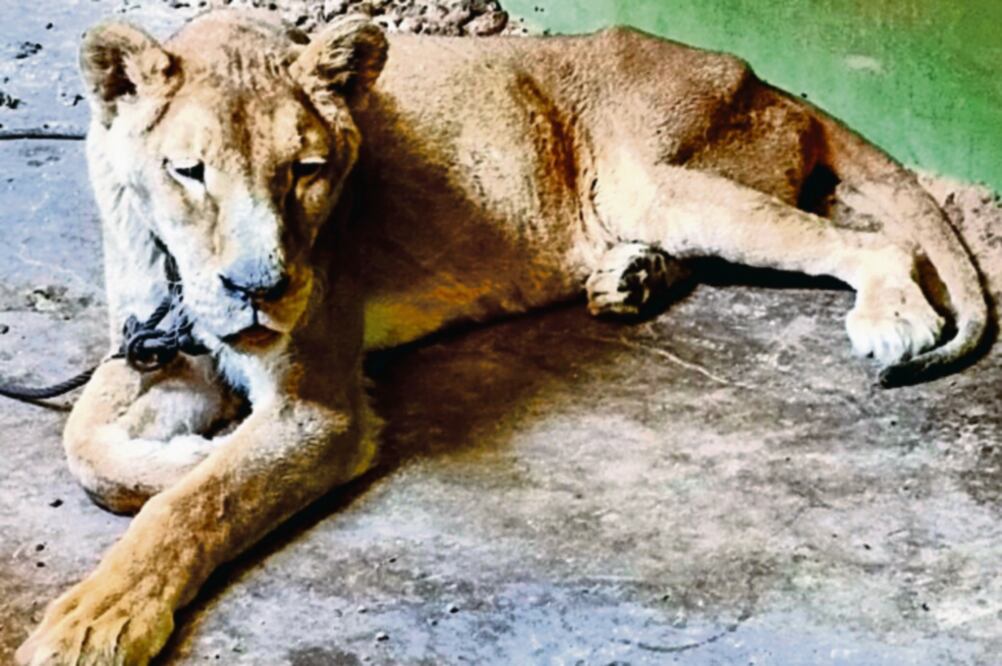 La leona fue encontrada con desnutrición y varias laceraciones en su cuerpo. Fue encerrada en lugar pequeño en el que no se podía mover (PROFEPA)