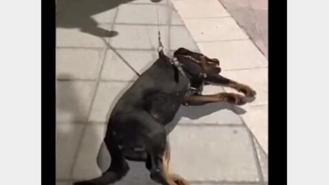 Perrito finge desmayo para que no termine su hora de juegos en el parque y arrasa en la red