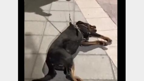Perrito finge desmayo para que no termine su hora de juegos en el parque y arrasa en la red